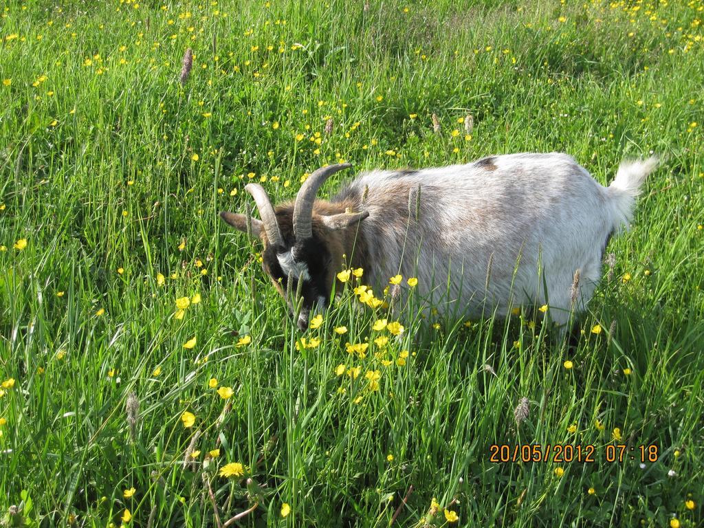 Hausernhof Farm stay *